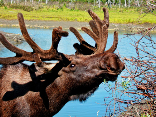 Moose Alaska