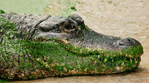 Mississippialligator