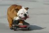 Skateboarding dog